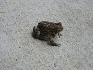 Mr. Toad