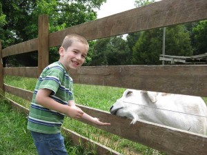 Feeding a hungry goat