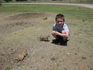 The prairie dogs would come right up to you. 