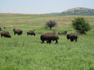 Grazing Buffalo